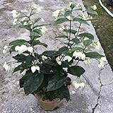 SVI Frische 100 PCS Clerodendrum thomsonae hängende Blumensamen zum Anpflanzen weiß 2