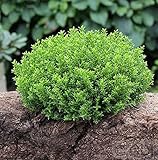 10x Strauchveronika Green Globe - Hebe - Gartenpflanze