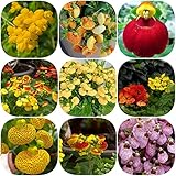 Pantoffelblumen samen Calceolaria crenatiflora,Herbeohybrida Seltene Pflanzen serie,mix deko büro saatgut alte sorten ausgefallene geschenke ingarden exotische bonsai mittagsblume winterhart 400 Stück