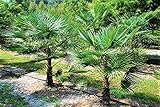Trachycarpus Fortunei Hybrid Hanfpalme bis 130 cm Höhe aus Deutscher Freilandzucht. Frosthart bis - 19 Grad