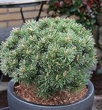 Zwerg Bergkiefer Benjamin 15-20cm - Pinus mugo - Gartenpflanze