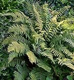 Brauns Schildfarn - Polystichum braunii - Gartenpflanze