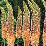 Portal Cool 5: Eremurus 'Cleopatra' Lily. GröÃŸere Zwiebeln Bigger n