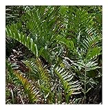 Acrostichum aureum - Mangrovenfarn - Goldener Lederfarn - 10 Samen