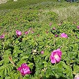 Hagebutte Syltrose Apfelrose Rosa rugosa Dünenrose pflegeleicht undurchdringlich Heckenpflanze Insektennährgehölz Vogelnährgehölz (Im 3 Liter Topf 30-40cm)