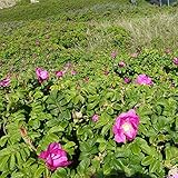 Hagebutte Syltrose Apfelrose Rosa rugosa Dünenrose pflegeleicht undurchdringlich Heckenpflanze Insektennährgehölz Vogelnährgehölz (Im 3 Liter Topf 40-60cm)