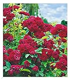 BALDUR Garten Rambler-Rosen 'Chevy Chase', 1 Pflanze, Kletterrose winterhart mehrjährige Kletterpflanze, blühend, Rosa Hybride, dicht gefüllte Blüten, Rosen-Rarität