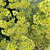 50 pcs wolfsmilch samen topfpflanzen für draußen gärtner geschenke (Euphorbia pekinensis) hochbeet samen schattenpflanzen winterhart bodendecker winterhart mehrjährig pflanzen geschenk