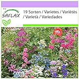 SAFLAX - Wildblumen: Schattengewächse - 1000 Samen - 19 Wildflower Mix