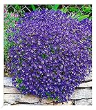 BALDUR Garten Winterharter Bodendecker Blaukissen 'Cascade Blue', 3 Pflanzen mehrjährig Steingarten, winterharte Staude, pflegeleicht, Wasserbedarf gering, blühend, Aubrieta x cultorum Cascade Blue