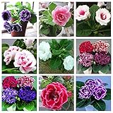 VERKAUF! 9 Farben können sein wählen Gloxinie Samen Staudenblütenpflanzen Sinningia speciosa Bonsai Balkon Blume - 100 PCS