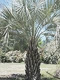 5 Samen von Butia capitata Kalte Hardy Jelly Palm