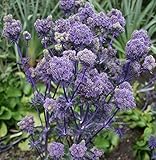 Blaue Edeldistel - Eryngium planum - Gartenpflanze