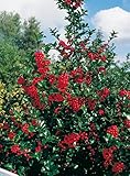 Stechpalme Heckenfee - Ilex meservae - immergrün weiblich rote Früchte schnittverträglich 40-50cm - Befruchter ist Heckenstar - Hecken-Pflanze von Garten Schlüter - Pflanzen in Top Qualität