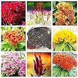 Stk - 35x 8 Farben Hahnenkamm Mix Blume Pflanzen - Samen A90 - Seeds & Plants Shop by Ipsa