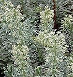 Zypressen Wolfsmilch Silver Swan - Euphorbia characias - Gartenpflanze