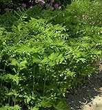 Vielblütige Weißwurz - Polygonatum multiflorum - Gartenpflanze