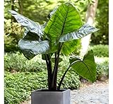 Pinkdose 3 Large Elephant Ear Black Stem - Colocasia Esculent - Add a Tropical Look