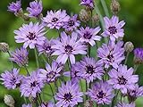 Rasselblume Catananche caerulea 15 Samen