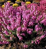 10x Winterheide Mojave - Erica carnea - Gartenpflanze