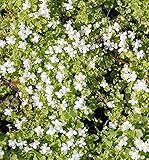 Blasses Zimbelkraut Alba - Cymbalaria pallida - Gartenpflanze