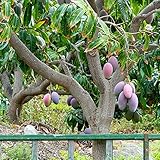 30 Stück mangobaum winterhart mango samen - Seltene Pflanzen serie - kleines geschenk für frauen saatgut plants bonsai baum säulenobst pflanzen deko pflanzensamen