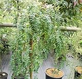 Caragana arborescens Pendula - Gemeiner - Hängender Erbsenstrauch - Hochstamm