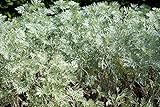 Wermutkraut - Artemisia absinthium L. - 1000 Samen