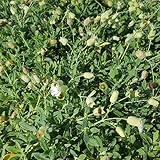 Silene uniflora 'Weißkehlchen' - Leimkraut 'Weißkehlchen' - 9cm Topf