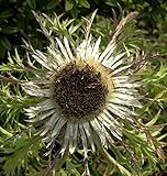 Silberdistel - Carlina acaulis - Gartenpflanze
