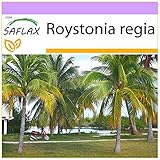 SAFLAX - Cubanische Königspalme - 8 Samen - Roystonia regia