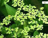 Algenhemmende, winterharte Schwimmpflanze für Teich und Aquarium - Wasserlinsen - Lemna Minor - schnelle Vermehrung - super als Futterpflanze - Garnelio Portion