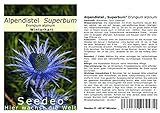 Seedeo® Alpendistel „ Superbum“ (Eryngium alpinum) 30 Samen