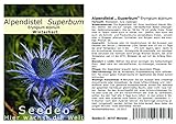 Seedeo® Alpendistel „ Superbum“ (Eryngium alpinum) 30 Samen