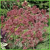 Spornblume - Centranthus ruber Coccineus - 1 Pflanze im Topfballen - Eine Qualitätspflanze von Garten Schlüter