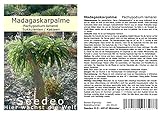 Seedeo® Madagaskarpalme (Pachypodium lamerei) 10 Samen