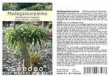 Seedeo® Madagaskarpalme (Pachypodium lamerei) 10 Samen