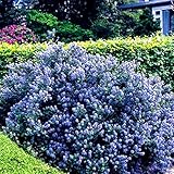 Gardeners Dream Ceanothus 'Yankee Point' Kalifornischer Flieder im Topf - Blühende & Immergrüne Flieder Pflanze - Winterharte Sträucher - Pflanzen für Garten & Balkon - Winterharte Kübelpflanzen