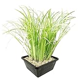 vdvelde.com - Kalmus - 4 Stück - Acorus Calamus Variegatus - Wasserpflanze - Ausgewachsene Höhe: 80 cm - Platzierung: -1 bis -20 cm
