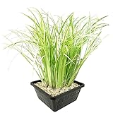 vdvelde.com - Kalmus - 4 Stück - Acorus Calamus Variegatus - Wasserpflanze - Ausgewachsene Höhe: 80 cm - Platzierung: -1 bis -20 cm