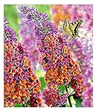 BALDUR Garten Buddleia Sommerflieder 'Flower Power', 1 Pflanze, Buddleja Hybride, winterharter Schmetterlingsflieder, Schmetterlingsstrauch Zierstrauch, blühend, Buddleja weyeriana
