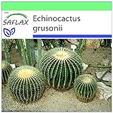SAFLAX - Kakteen - Schwiegermutterstuhl - 40 Samen - Echinocactus grusonii