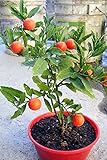 25 Samen JERUSALEM Cherry Madeira Winter Solanum Pseudocapsicum Blumensamen