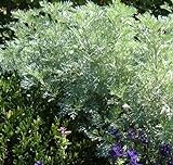 Wermut Samen - Artimisia absinthium 3000 Samen Absinth Wermut Samen Heilpflanze und Gewürzpflanze mehrjährig