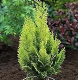 Scheinzypresse Gelbe Ivonne 30-40cm - Chamaecyparis lawsoniana - Gartenpflanze