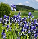 Sibirische Schwertlilie Annick - Iris sibirica - Gartenpflanze
