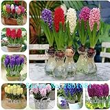 100 Farben Hyacinthus orientalis Samen Samen, Hyazinthen Topf Samen, Bonsai Balkon Blume-100 PC/bag
