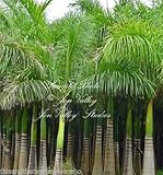 Roystonea Regia Royal Palm Samen New Harvest Exotische tropische Pflanze Garten