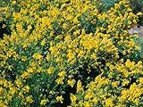 Genista germanica C2, Deutscher Ginster, 20-30cm - Winterhart & Pflegeleicht, Gelbe Blüten, Heimische Wildpflanze