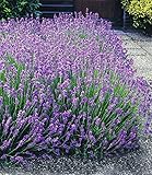 BALDUR Garten Blauer Lavendel Duftlavendel, 3 Pflanzen Lavandula angustifolia echter Lavendel, winterharte Staude, trockenresistent, mehrjährig, bienenfreundlich und schmetterlingsfreundlich, blühend